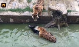 大驴爆料胜仔视频大全集,胜仔视频大全集精彩瞬间回顾